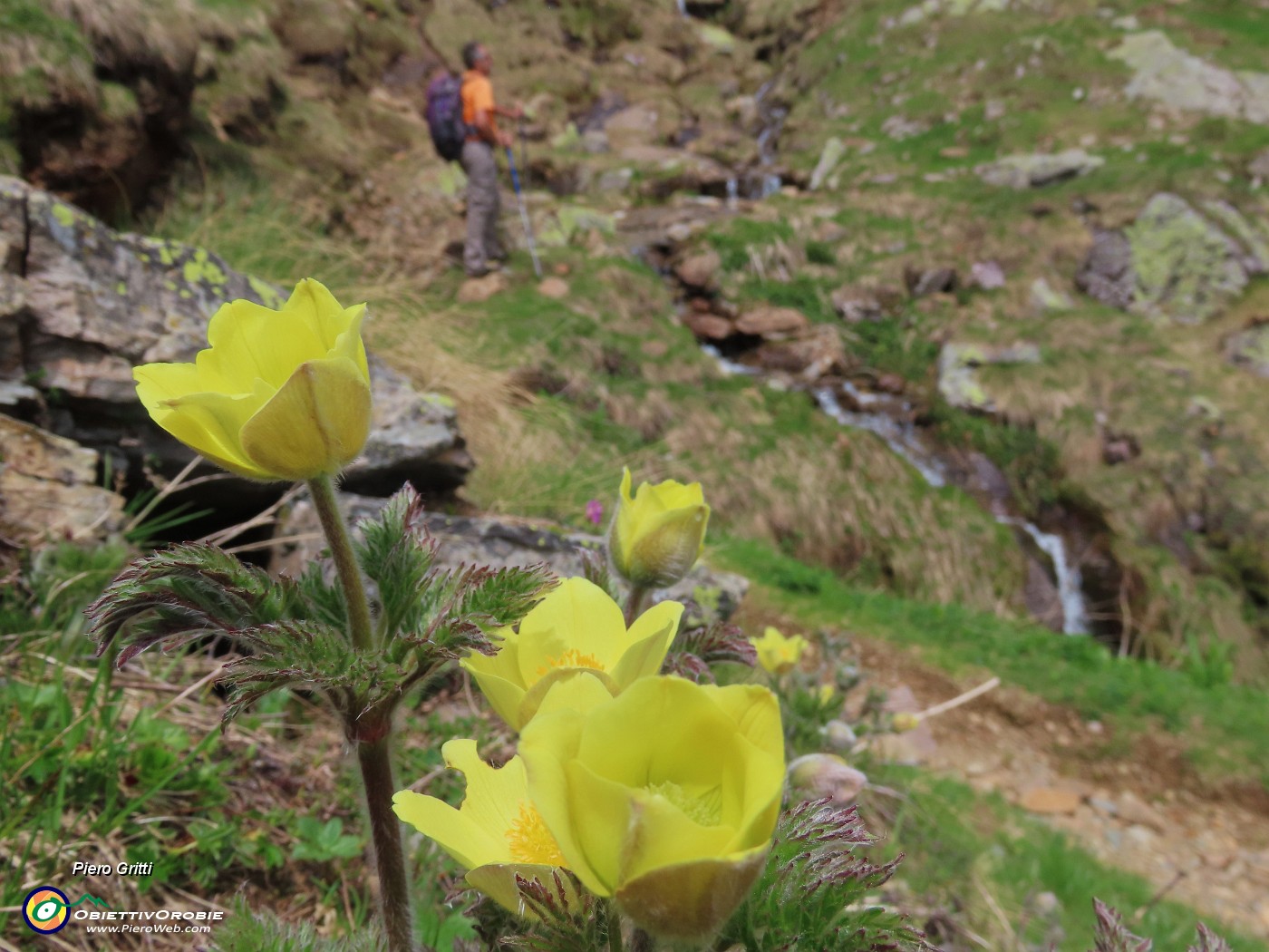 20 Pulsatilla alpina sulphurea (Anemone sulfureo) accanto al ruscello.JPG